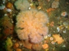 anemone2.jpg